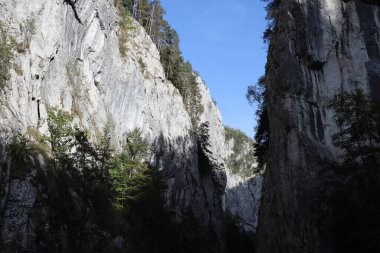 Romanya 'daki Karpatlar Kayası, Bicaz Chei, Çam Ormanı