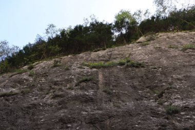Romanya 'daki Karpatlar Kayası, Bicaz Chei, Çam Ormanı