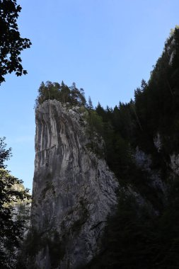 Romanya 'daki Karpatlar Kayası, Bicaz Chei, Çam Ormanı