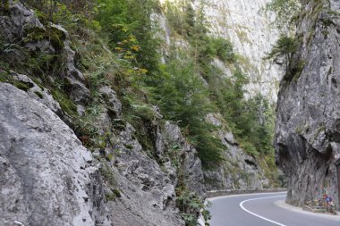 Romanya 'daki Karpatlar Kayası, Bicaz Chei, Çam Ormanı
