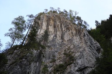 Romanya 'daki Karpatlar Kayası, Bicaz Chei, Çam Ormanı