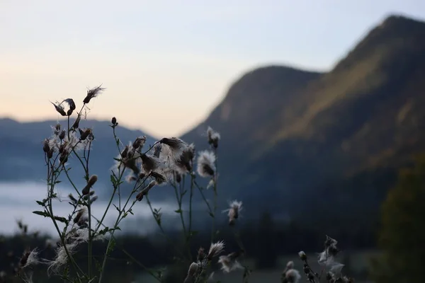 Ranní Mlha Karpatech Krajina Oblast Rudého Jezera Rumunsko — Stock fotografie