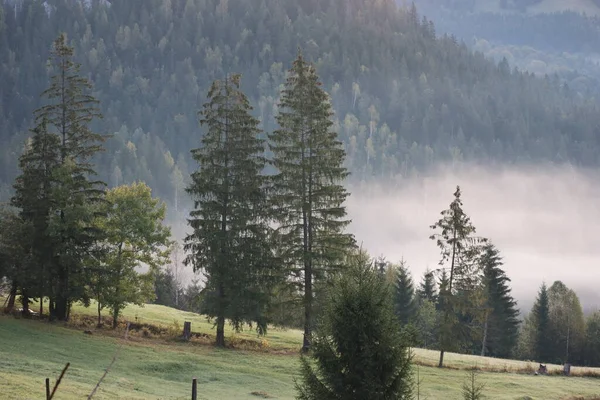 Утренний Туман Горах Карпат Пейзаж Район Красного Озера Румыния — стоковое фото