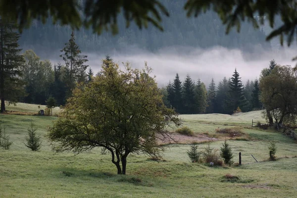 Ranní Mlha Karpatech Krajina Oblast Rudého Jezera Rumunsko — Stock fotografie