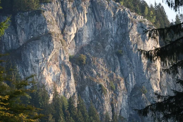 Karpatenfelsen Rumänien Bicaz Chei Kiefernwald — Stockfoto