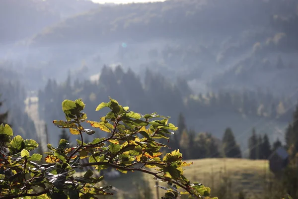 Ranní Mlha Karpatech Krajina Oblast Rudého Jezera Rumunsko — Stock fotografie