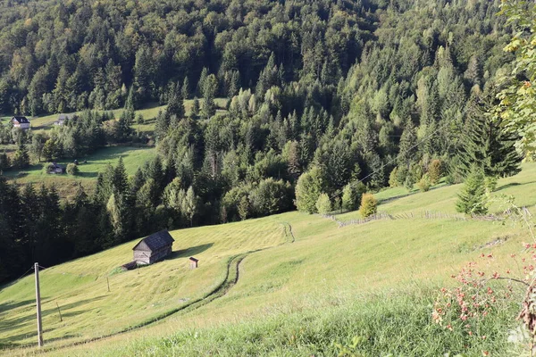 Příroda Borovice Lesní Krajina Karpatech Rumunsko — Stock fotografie