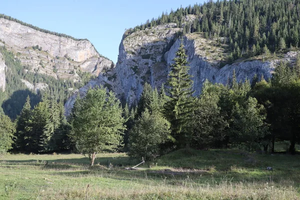 Karpaterna Montain Rock Rumänien Bicaz Chei Tallskog — Stockfoto