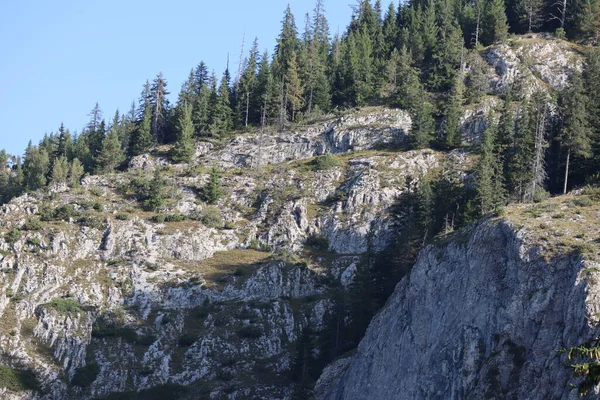 Romanya 'daki Karpatlar Kayası, Bicaz Chei, Çam Ormanı