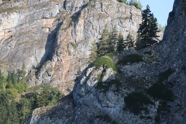 Carpathian Montain Rock Romania Bicaz Chei Pine Forest — Stock Photo, Image