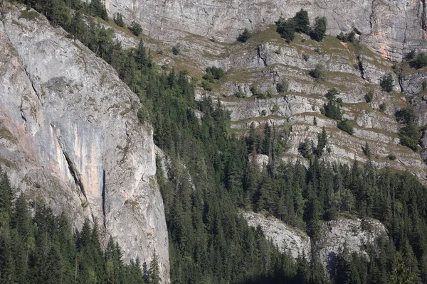 Karpatenfelsen Rumänien Bicaz Chei Kiefernwald — Stockfoto