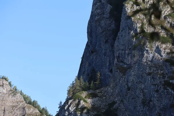 Karpatenfelsen Rumänien Bicaz Chei Kiefernwald — Stockfoto