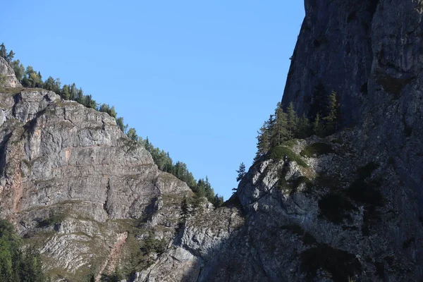 Karpatenfelsen Rumänien Bicaz Chei Kiefernwald — Stockfoto