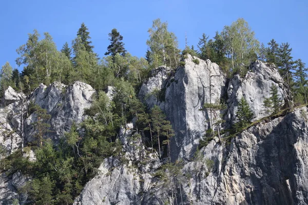 Karpatenfelsen Rumänien Bicaz Chei Kiefernwald — Stockfoto