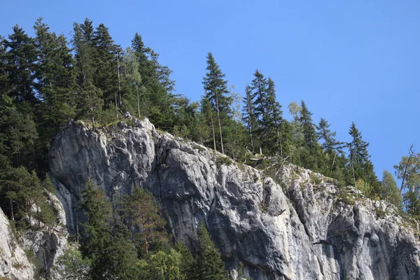 Karpatenfelsen Rumänien Bicaz Chei Kiefernwald — Stockfoto