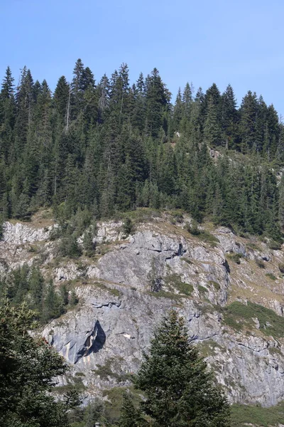 Karpatenfelsen Rumänien Bicaz Chei Kiefernwald — Stockfoto