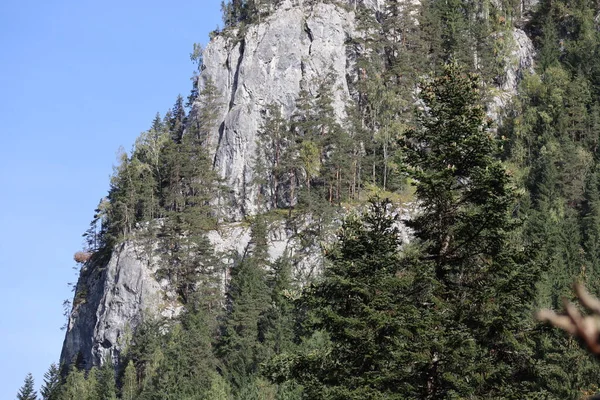 Romanya 'daki Karpatlar Kayası, Bicaz Chei, Çam Ormanı