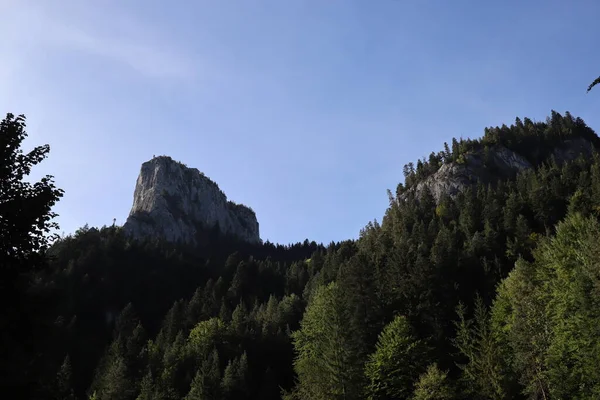 Karpatenfelsen Rumänien Bicaz Chei Kiefernwald — Stockfoto