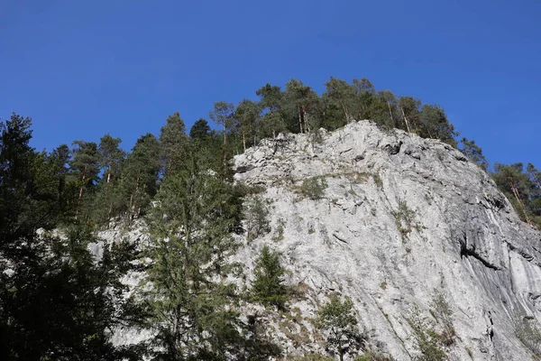 Karpatenfelsen Rumänien Bicaz Chei Kiefernwald — Stockfoto