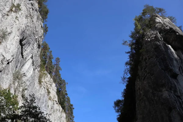 Romanya 'daki Karpatlar Kayası, Bicaz Chei, Çam Ormanı