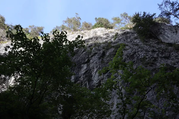 Karpatská Hornina Rumunsku Bicaz Chei Borovicový Les — Stock fotografie