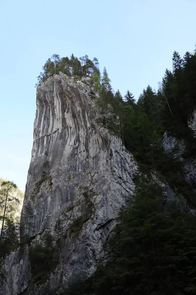 Carpathian Montain Rock Romania Bicaz Chei Pine Forest — Stock Photo, Image