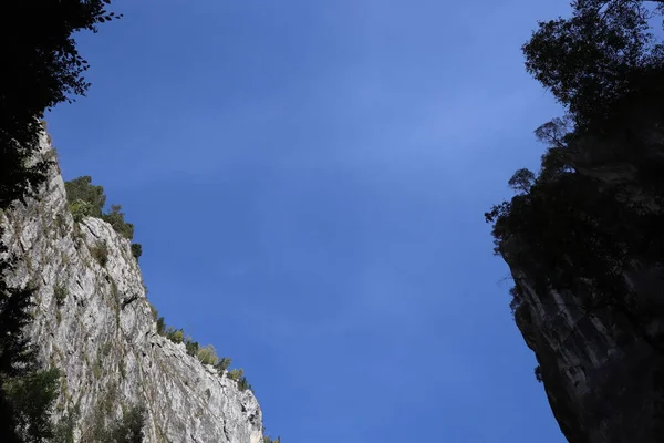Romanya 'daki Karpatlar Kayası, Bicaz Chei, Çam Ormanı