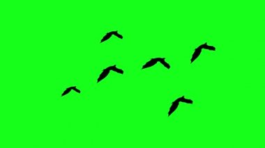 Yeşil ekran krom anahtar üzerinde uçan fıldır-fare siluetleri, cadılar bayramı ögeleri
