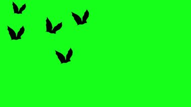 Yeşil ekran krom anahtar üzerinde uçan fıldır-fare siluetleri, cadılar bayramı ögeleri