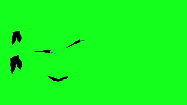 Siluety Flitter Mouse Létání Zelené Obrazovce Chroma Key Halloween Prvky — Stock video