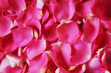 güzel taze gül yaprakları