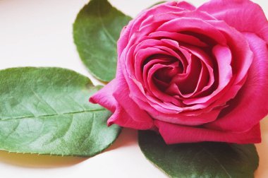 Gül ışık arka plan üzerinde