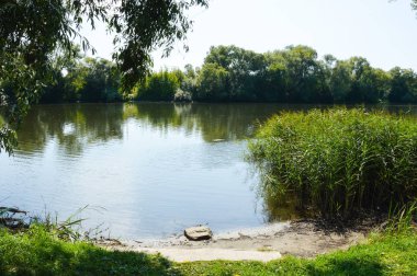 güzel yaz doğa, nehir ve yeşil ağaçlar