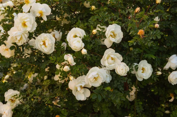Bush White Rose Sun Light Summer — Stock Photo, Image