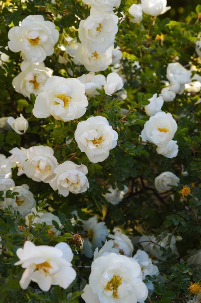 Bush White Rose Sun Light Summer — Stock Photo, Image