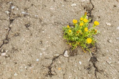 sarı çiçekler asfalt gelen çimlenme. sokak boyunca büyüyen çiçekler. hayatta kalmak arzusu. sarı çiçekler.