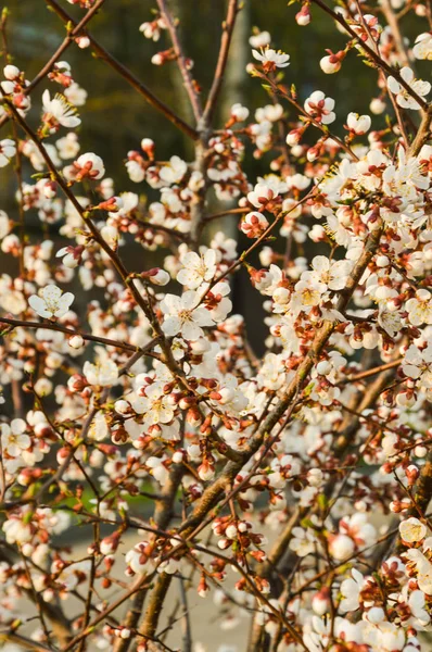 Квітуче Дерево Білі Квіти Під Сонячним Світлом — стокове фото