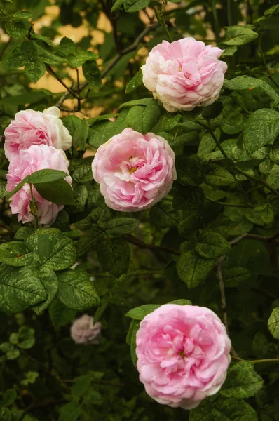 Beautiful Bushy Lush Pink Roses Green Leaves Summer — Stock Photo, Image