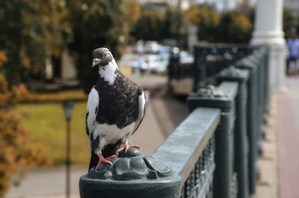 Pombo Sentado Uma Ponte Ambiente Urbano Pássaro Cinza Contexto Folhas — Fotografia de Stock