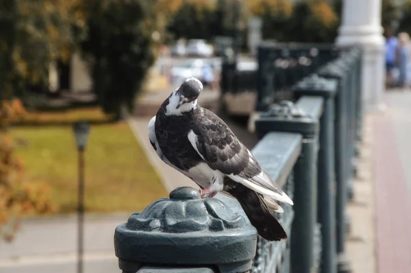鸽子坐在一座桥上在城市环境中 绿叶背景上的灰鸟 — 图库照片