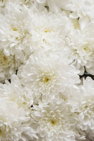 White Chrysanthemum Bouquet White Flowers Background Postcards — Stock Photo, Image
