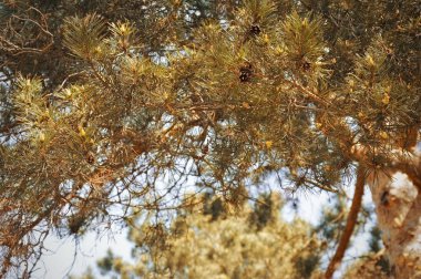 kozalaklı ağaç, ladin, koniler ile Noel ağacı.