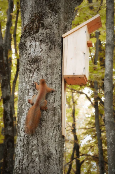 Röd Ekorre Trädet Miljö Park Territory — Stockfoto