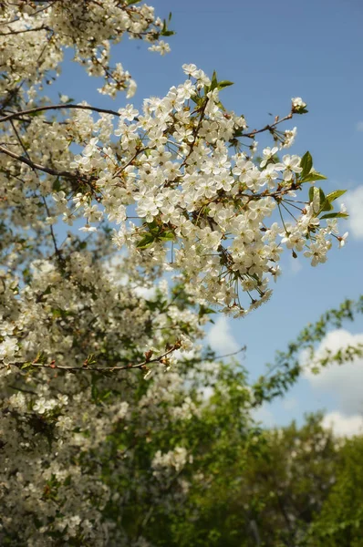 Біла Квітка Красиве Квітуче Дерево Маленькі Бутони Гілки Тлі Блакитного — стокове фото