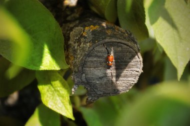 ağaç gövdesindeki böcekler. doğada böcekler. yeşil dista. 