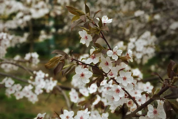Цветущее Дерево Сейчас Весна Белые Маленькие Цветы — стоковое фото