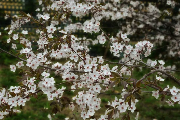 Квітуче Дерево Весна Білі Маленькі Квіти — стокове фото