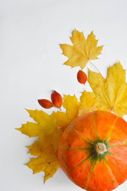 Beyaz arka planda balkabağı. Durumun dekoru. Sarı akçaağaç yaprakları ve kırmızı küçük yapraklar. Sonbahar sakin bir hayattır. sonbaharın renkleri.