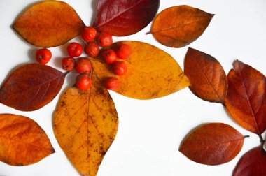 portakal ve kırmızı sonbahar yaprakları ve Rowan meyveleri. Parlak renk. sonbahar.