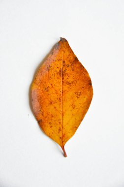 Beyaz arkaplanda sonbahar portakal yaprağı